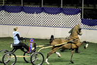 110.  AHHS Medallion Hackney-Harness Pony National Championship