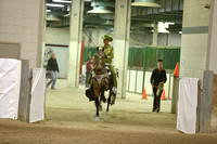 127.  ASB Parade Horse Championship