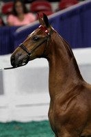 23-World's Championship Horse Show