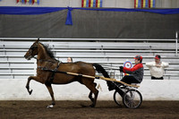 61.  Amateur Road Horse