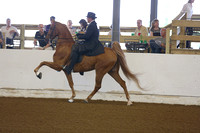 29. ASB Five Gaited Open