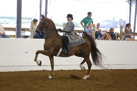 58. Buy A Class-ASB 5 Gaited Adult Amateur Championship