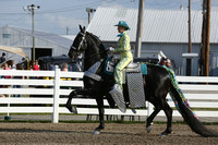 099.  Parade Horse Championship