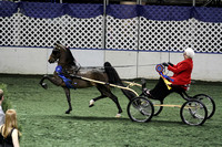 122-Amateur Harness Pony Championship