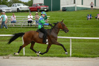 10.  Road Horse Under Saddle