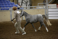 65-Alberta Welsh Futurity Chamion Section A