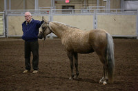 91-Champion Sport Pony In Hand