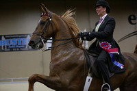 137-WC ASB Five Gaited Open Championship