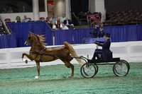 29.  ASR Junior Fine Harness Sweepstakes