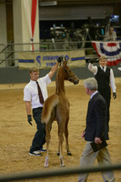 31.  ASB Amateur Weanling Indiana  Futurity