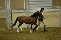 81-82 Welsh Section C:D Filly or Mare & Champion