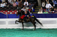 15.  KY County Fair Five-Gaited Championship