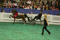 240.  Harness Pony World's Grand  Championship