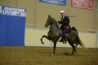 61-ASB Five Gaited Open