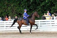 62.  Road Horse Under Saddle