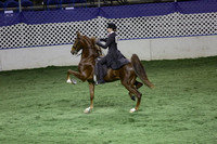 44.  Two-Year-Old Three-Gaited