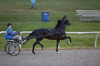 18.  Amateur Road Horse
