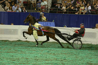 242.  Road  Horse World's Grand Champion