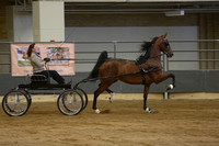 116. ASR Sweepstakes 2Year Old Fine Harness