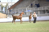 127.  Weanling Filly Champion