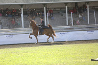 136.  Amateur Park Horse Grand Champion