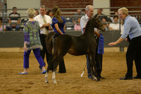 138. HHF Weanling Filly