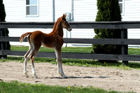 1-Foal out of Tango to Die For