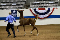 36-ASB Futurity of IN Weanling-Jane's
