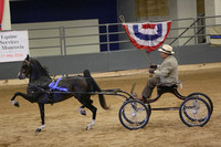 154. HHF 4 & 5 Year Old Harness Pony