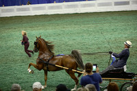 75.  Junior Fine Harness Stallion-Gelding
