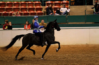 89-Road Horse Under Saddle