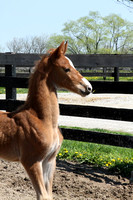 2-Foal out of Ed Sanford's Mare