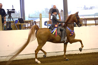 78.  Equitation Championship