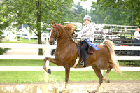 82. ASB Park Horse Amateur Stake