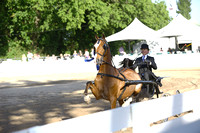 62.  Amateur Harness Pony