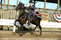 71.  Two-Year-Old Three-Gaited