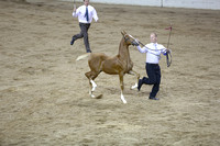 54.  ASB IN Weanling Futurity