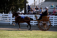 84-Carriage Reinsmanship Pony