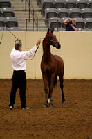 62-Saddlebred in Hand