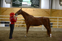 60.  ASB Model Horse In Hand