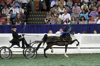 104-Amateur Ladies Harness Pony