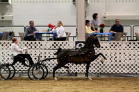 04.  Amateur Hackney Pony