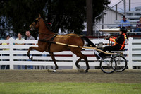 43-Road Horse Amateur