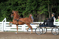 49-Two Year Old Fine Harness