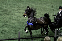 57.  Fine Harness Stallion & Gelding