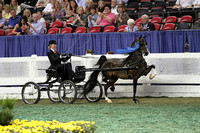 104-Amateur Ladies Harness Pony