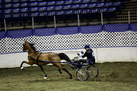 134.  Road Horse-Amateur National Championship