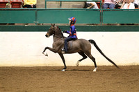 91-Road Pony Under Saddle Championship
