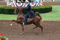 42-Two-Year-Old Three-Gaited