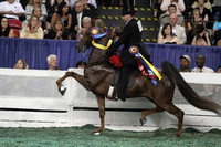 2011 Horse Shows, Photo Shoots, Events